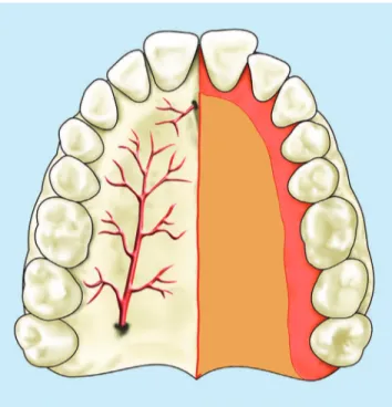 Figure 4 - Vessels and nerves in the palatal region, relative, directly or  indirectly, to the midpalatal suture