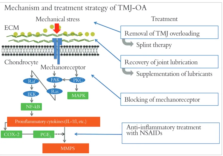 Figure 3 -Mechanism and treatment strategy of TMJ-OA.