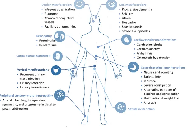 Figure  2: Clinical  features  associated  with  transthyretin  familial  amyloid  polyneuropathy  (CNS:  Central  Nervous System) (Adapted from Conceicao et al., 2016).