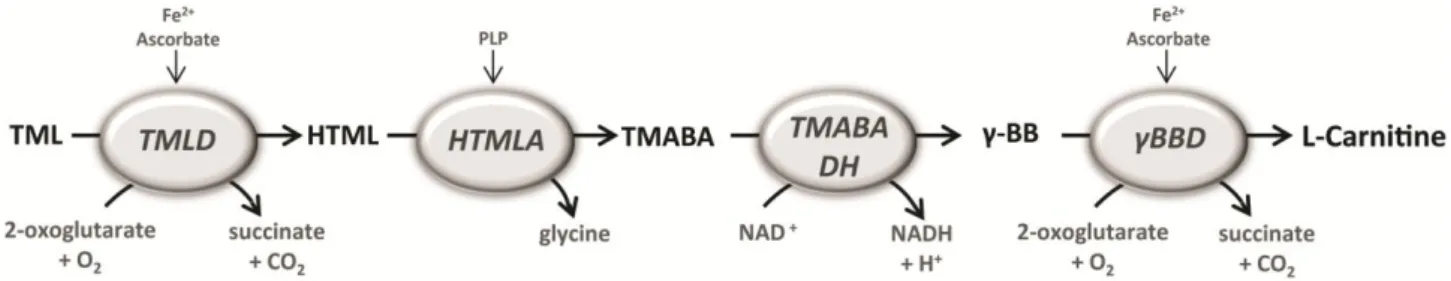 Figure  1  –  Schematic  representation  of  the  carnitine  biosynthesis  pathway.  6-N-trimethyllysine  (TML)  residues  are  hydroxylated  by  TML-dioxygenase  (TMLD)  to  3-hydroxy-TML  (HTML)