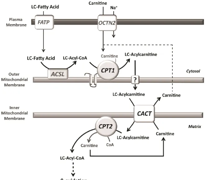 Figure 2 - Schematic representation of the carnitine shuttle. Long-chain fatty acids (LCFA) enter the cell via various  plasmalemmal transporters namely the fatty acid transport protein (FATP), being activated to coenzyme A (CoA)  esters in the cytosol by 