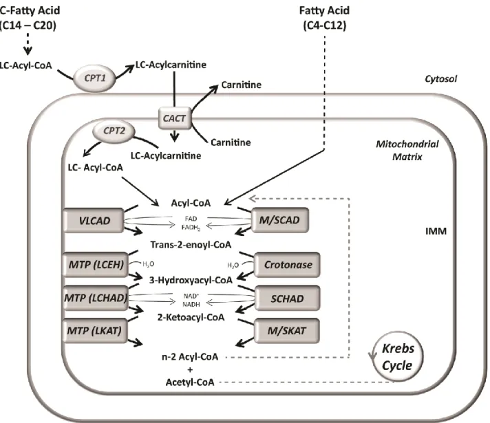 Figure  3  -  Schematic  representation  of  the  mitochondrial  fatty  acid  β-oxidation
