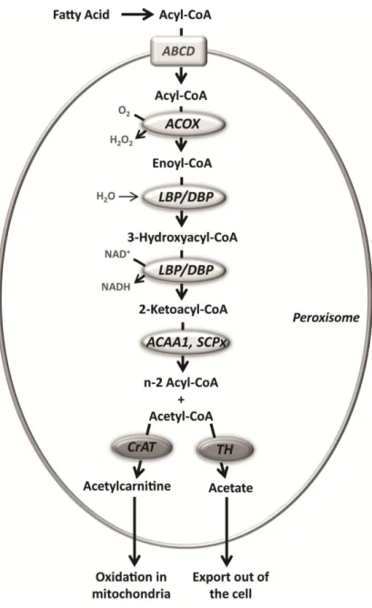 Figure  4  -  Schematic  representation  of  the  peroxisomal  fatty  acid  β-oxidation