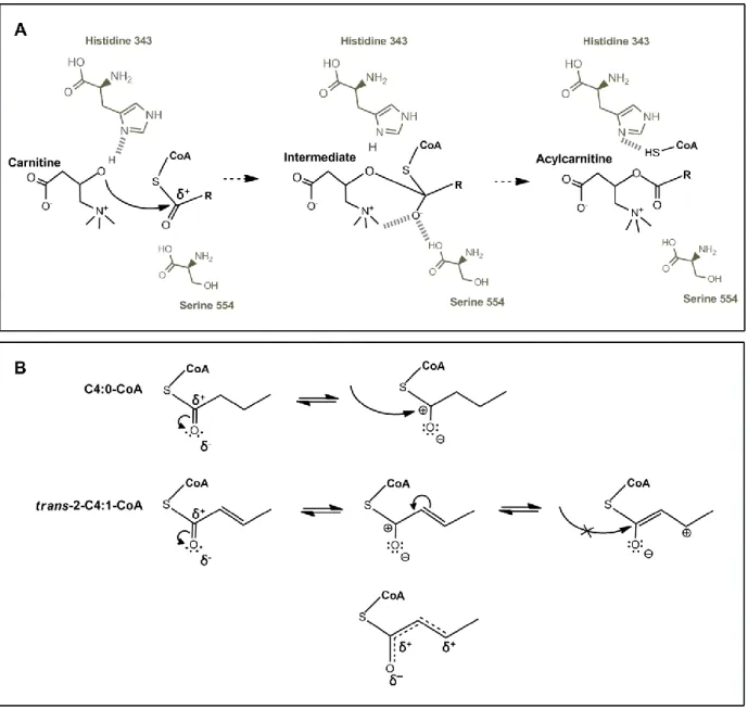 Fig.  3.  Schematic  representation  of  the  catalytic  mechanism  of  acyltransferases