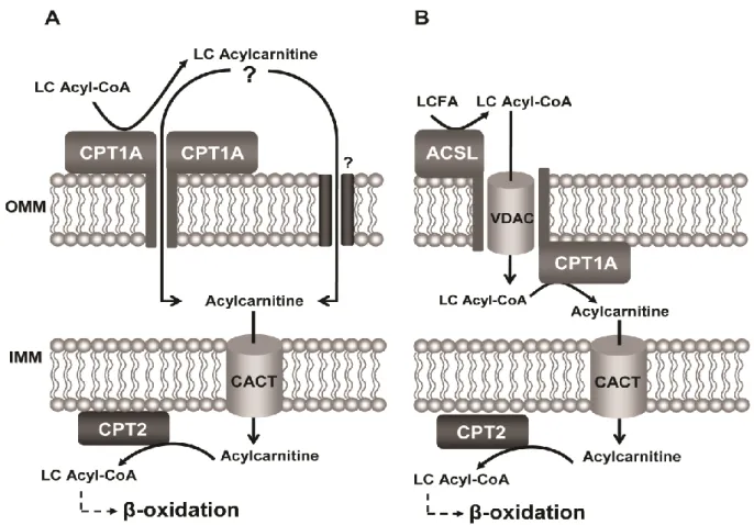 Fig. 1. Schematic representation of the proposed mechanism of (A) passage of long-chain acylcarnitines formed in the  cytosol  by  CPT1A  across  the  outer  mitochondrial  membrane  (OMM)  via  the  putative  pore  formed  by  CPT1A  oligomerization and (