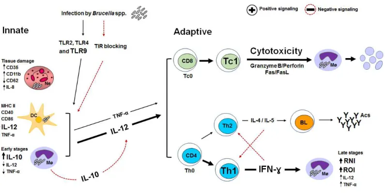 Figure 1 - The key mechanisms in different cells of the innate and adaptive immune system after B