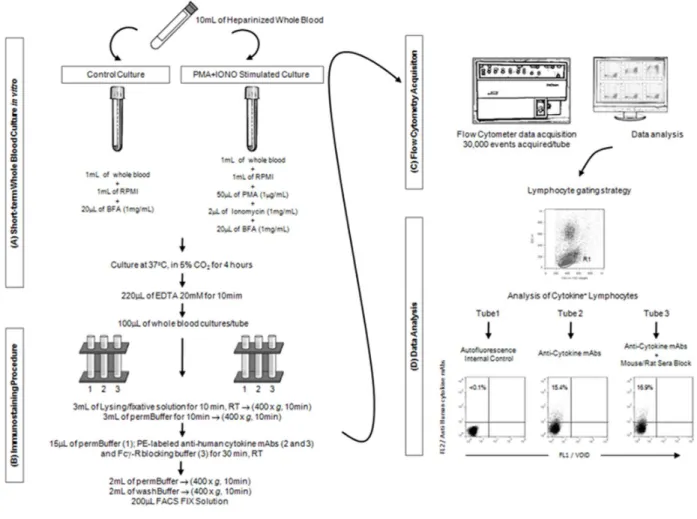 Figure  1.  Short-term  whole  blood  culture  in  vitro.  Flowchart  summarizing  the  major  steps  of  (A)  whole  blood  short-term  culture  in  vitro,  (B)  the  immunophenotyping  procedures, (C) flow cytometry acquisition and (D) data analysis used
