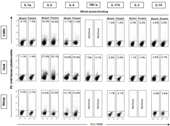 Figure 4.  Whole serum  blocking.  Flow cytometric charts  illustrating  no of  “Whole serum  blocking” with mouse/rat  sera reagent on the binding profile of anti-human cytokines mAbs (1-β, 6, 8, TNF-α, 17A, 10 and  IL-5) with cattle, sheep and goat lymph