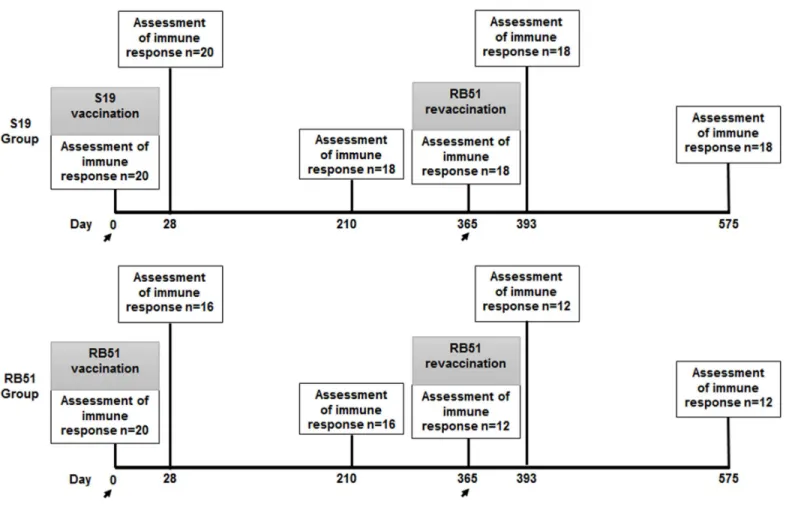 Figure 1. Experimental design. Forty crossbred females calves aged between 4 and 8 months were divided in two experimental groups: group S19 - composed of 20 calves vaccinated with S19  vaccine strain at day 0 of the experiment; and group RB51 - composed o