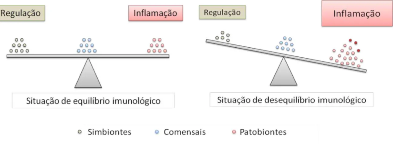 Figura 1: A microbiota intestinal natural do hospedeiro modula a resposta imunológica durante os 