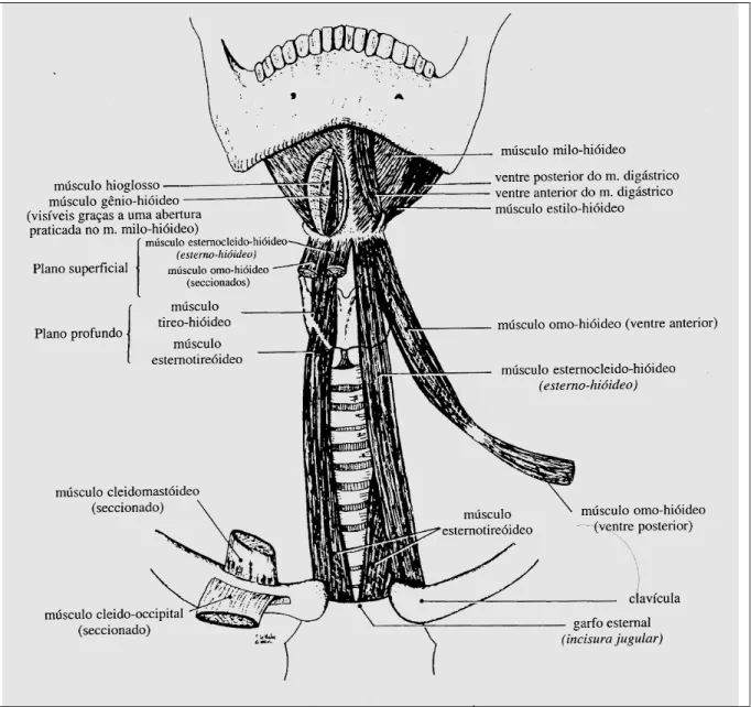 FIGURA 1.5 – Músculos extrínsecos da laringe  Fonte: HUCHE, 1999, p. 132    