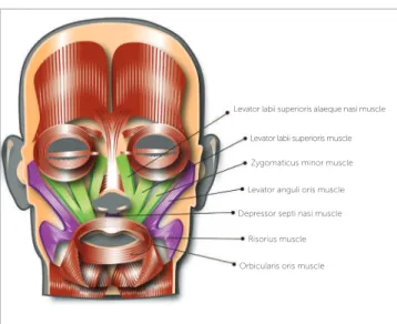 Figure 2 - Diagram of facial muscles. Those injected with Botox following Dr. Po- Dr. Po-lo’s protocol (LLSAN, LLS, and Zmi) are highlighted in green.