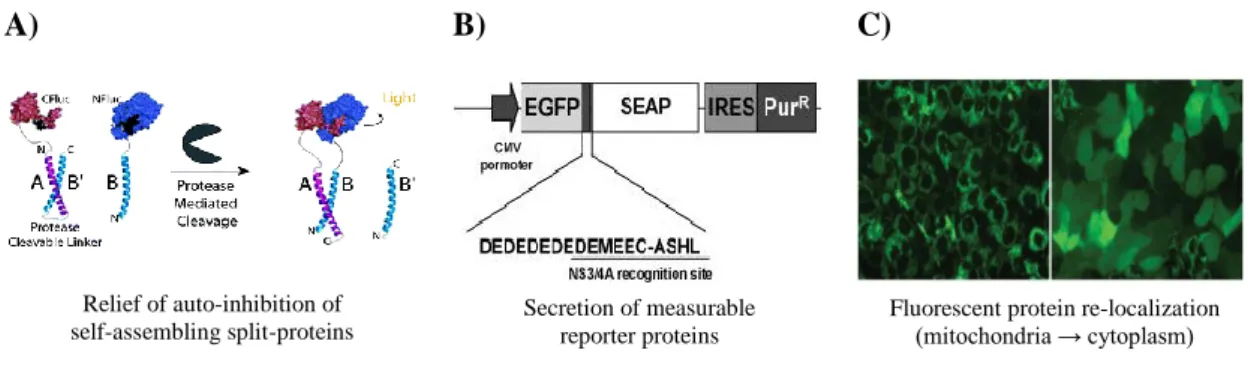Figure 1.2 - Fluorescence cell-based systems already developed for virus detection. A) “Auto-inhibited Coiled- Coiled-Coil Design Strategy for Split-Protein Protease Sensor”