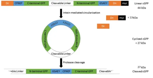 Figure 4.1 - Circularization process of cGFP biosensor. sfGFP was fragmented and its order inverted