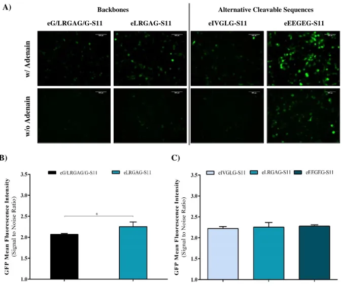 Figure 4.6 – Backbones and alternative sequences optimization of eS11 system. HEK 293T cells were transiently co- co-transfected with GFPS10, different eS11 backbones - eG/LRGAG/G-S11 with glycine spacer surrounding the cleavage site; 