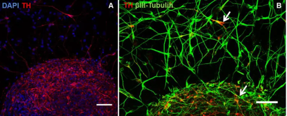 Figure  7:  Immunofluorescence  microscopy  characterization  of  hmNPC  neurospheres  from  14D