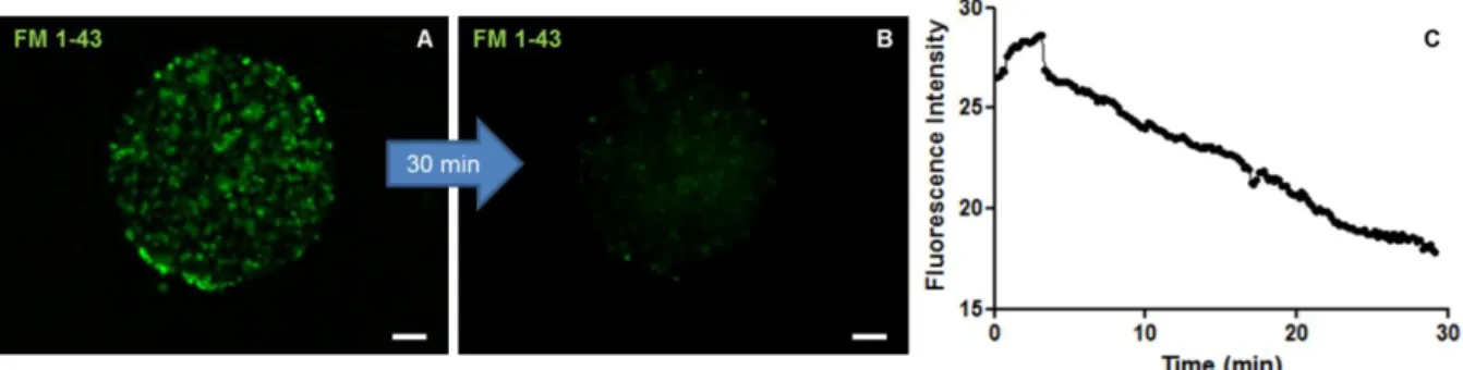 Figure 9: Synaptic vesicle trafficking assay performed on hmNPC neurospheres at 14D. (A) Fluorescence microscopy image  of  FM  1-43  dye  loaded  after  endocytosis  stimulus