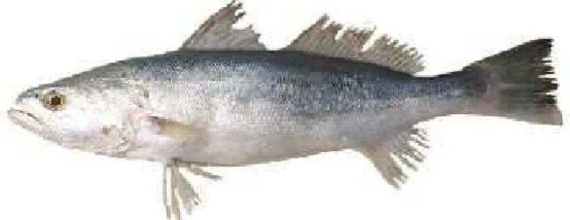 Figura 1.3: Foto de uma pescada-branca (Cynoscion leiarchus).  Fonte: http://www.vivaterra.org.br/peixes_salgada_5.htm