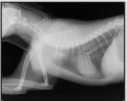 Figura 3 –  Radiografia   torácica latero-lateral evidenciando a posição correta do tubo esofágico (imagem gentilmente cedida pelo HVG).