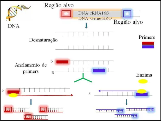 Figura 3.5.- Desenho esquemático da reação em cadeia da polimerase- PCR 