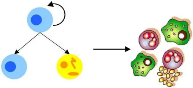 Figure 1 Stem cells properties. Stem cells have the capacity to divide and give rise to a cell identical to itself  (self-renewal) or to differentiate in different types of mature cells (pluripotency)