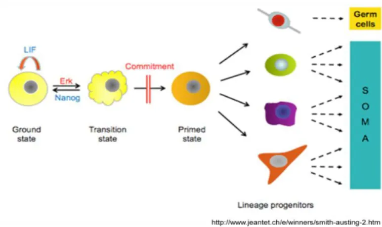 Figure 2 New concept of stemness. ES Cells are kept in an “uninstructed ground state” that is intrinsically self- self-maintained if cells are protected from inductive differentiation stimuli