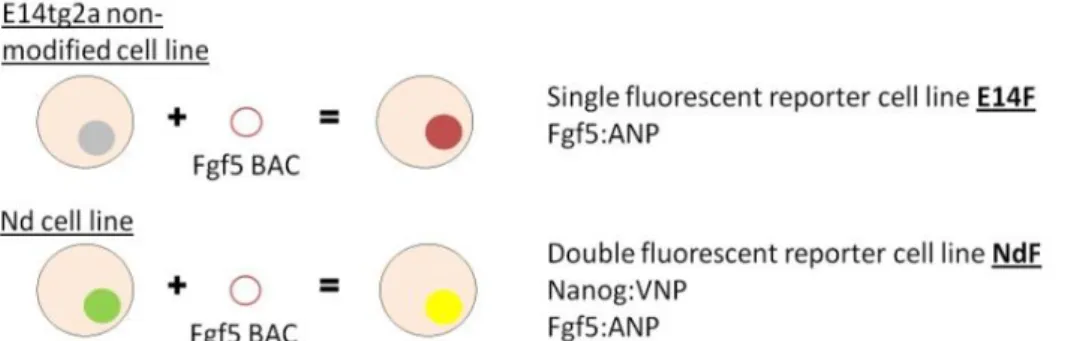 Figure 4 Fluorescent reporter cell lines generated. In this project two cell lines have been generated as tools to  help assess the functional role of Nanog expression in ES cells; a single fluorescent reporter cell line E14F and a  double fluorescent repo
