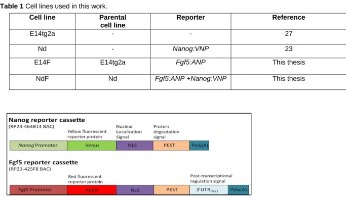 Table 1 Cell lines used in this work. 
