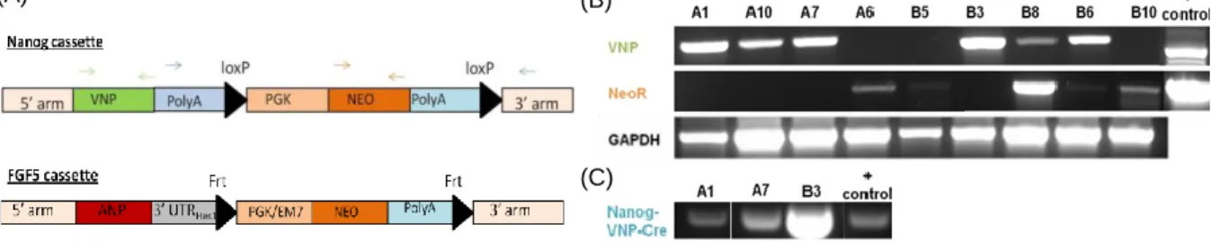 Figure  6  Recombinant  BAC  vectors  and  screening  PCRs.  (A)  Scheme  of  the  Nanog:VNP  and  Fgf5:ANP  cassettes  containing  the  selection  cassettes  flanked  by  two  loxP  sites  or  two  Frt  sites  respectively