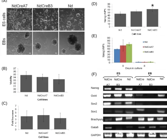 Figure 7 Validation of the stemness potential of the novel cell lines. (A) ) Bright field images for Nd, NdCreA7  and NdCreB3 cell lines and, Graphics showing the Viability (B) the Fold Increase (C) and the Nanog:VNP% for the  NdCreA7 and NdCreB3 cell line