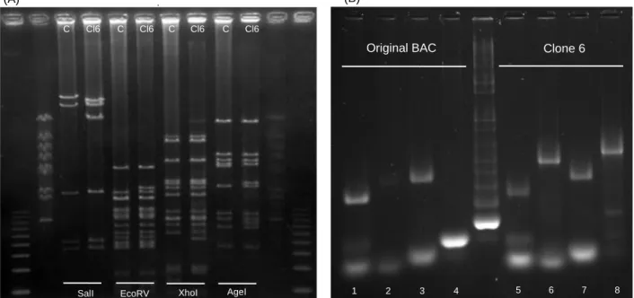 Figure 8 Recombineering analysis (A) PFGE with the digestion products of the control DNA and clone6 DNA  digested with Sall1, EcoRV,  XhoI and AgeI enzymes