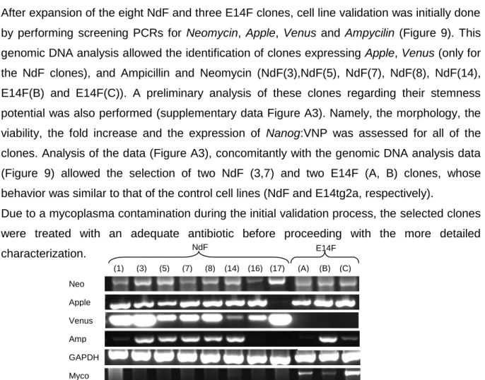Figure 9 Genomic DNA analysis of novel NdF and E14F ES cell clones - PCR amplification using primers  for Neo, Apple, Venus, Ampicillin and mycoplasma
