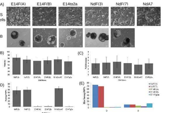 Figure 11 RT-PCR analysis of NdF and E14F cell lines. RT-PCR analysis for known ES cell markers (Nanog,  Oct4, Sox2) and ectoderm (Sox1), mesoderm (Brachyury) and endoderm (Gata6) markers 