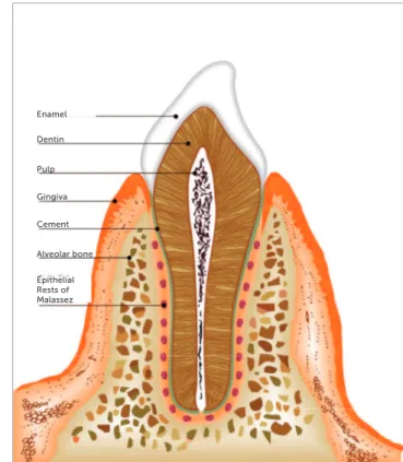 Figure 1 - Morphology of ERM in human tooth: ERM distributed around the tooth 