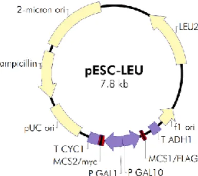 Figure 2.1 - Map of the pESC-LEU vector. Source:  https://www.agilent.com/cs/library/usermanuals/public/217451.pdf 