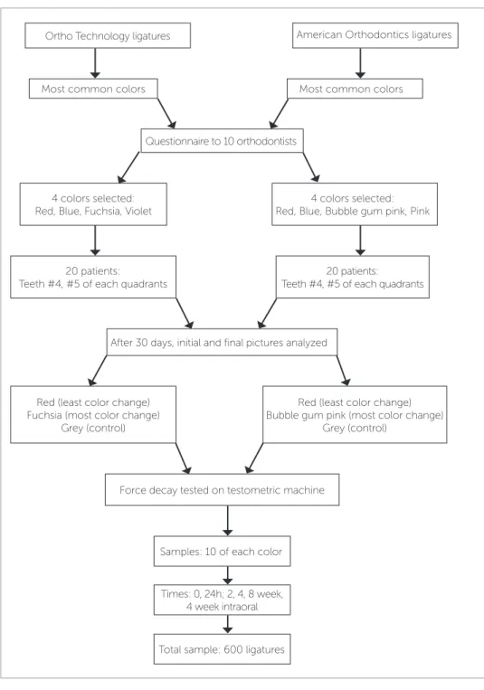 Figure 5 - Flow diagram of the study.