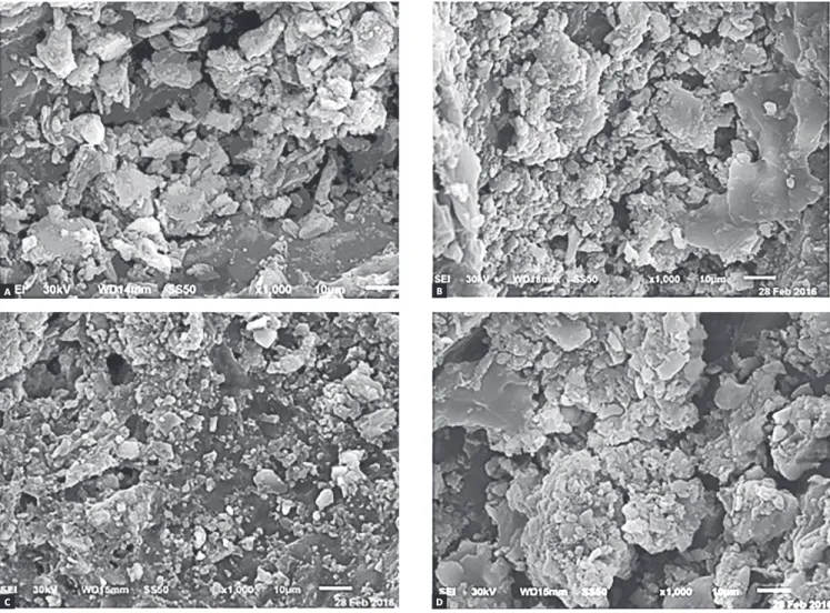 Figure 1 - Representative SEM photomicrographs of: conventional bonding system after 12 hours (A) and 24 hours (B); Transbond Plus system after 12 hours (C)  and 24 hours (D).