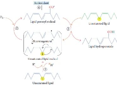 Figura 16 - Processo de oxidação lipídica. 1- Fase de iniciação, 2 e 3- Fase de propagação e 4- Fase de  terminação