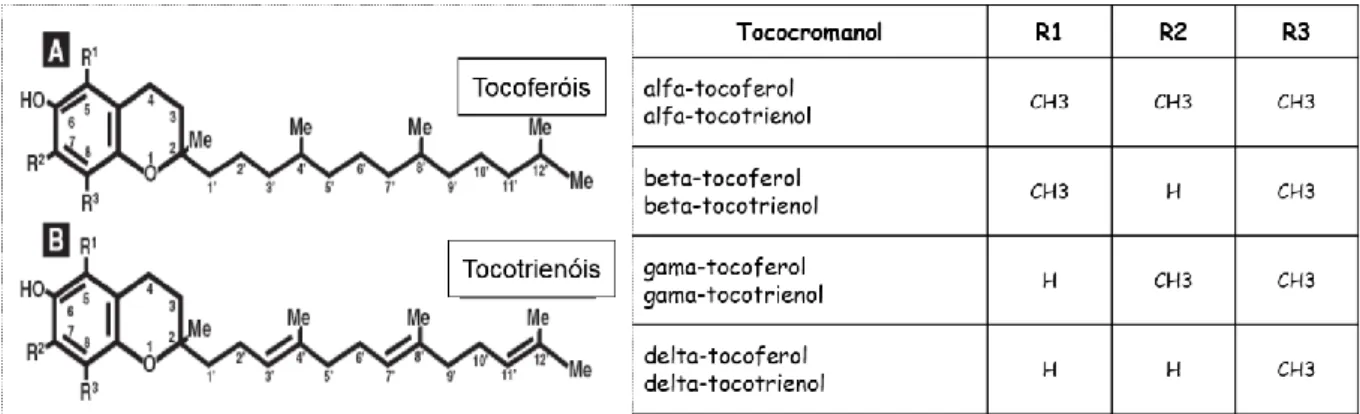 Figura  10  -  Estrutura  química  dos  tocoferóis  e  tocotrienóis  (Adaptado  de  Quaresma  et  al.,  (2008))