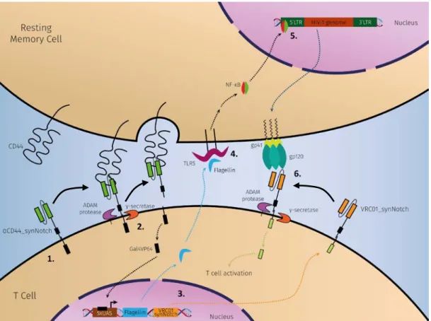 Figure  6|  Schematic overview of the presented strategy to detect and eliminate HIV-1 reservoirs