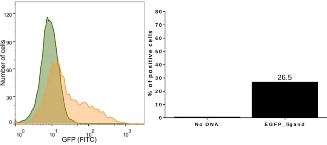 Figure  10|  Assessment of EGFP ligand expression in HEK 293T.  