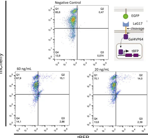 Figure  13|  Assessment of LaG17_synNotch activation by EGFP +   cells.  