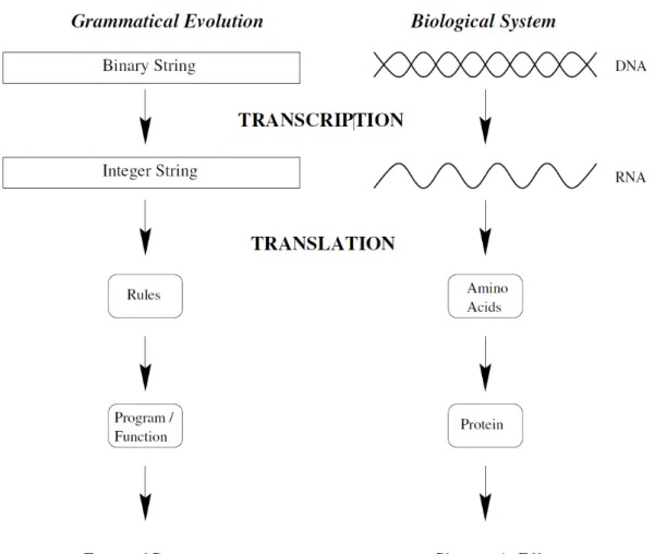 Figure 2.4: Comparison of the GE mapping process with the biological protein synthesis process
