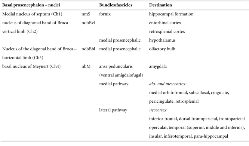 Figure 1. Basal prosencephalon and projections.