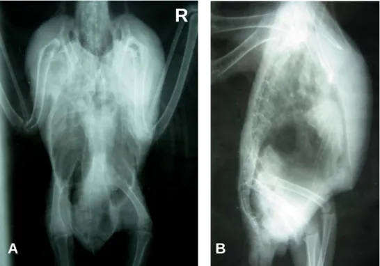 Fig.  1  –  Radiografia  simples  da  cabeça  