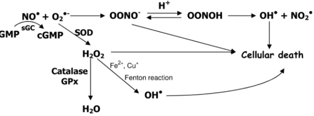 Figure 1. Nitric oxide (NO • ) in the presence of superoxide anion (O 2 •- ) forms peroxynitrite anion  (ONOO - ), which is quite instable (T 1/2  less than 1 second) leading to the formation of hydroxyl radical  (OH • ), one of the elements responsible fo