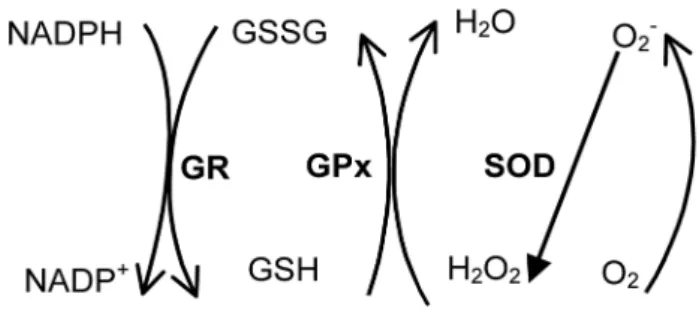 Figure 2. Superoxide anion (O 2 •- ) is formed in oxidative phosphory- phosphory-lation in the mitochondria from molecular oxygen and is converted  to H 2 O 2  by superoxide dismutase (SOD)
