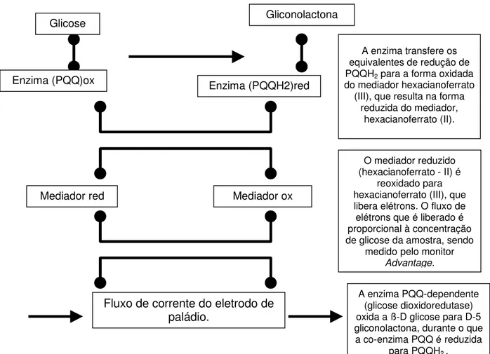 FIGURA 4 – Princípio do teste para determinação da glicemia capilar no sistema  do glicosímetro Accu-check Advantage II