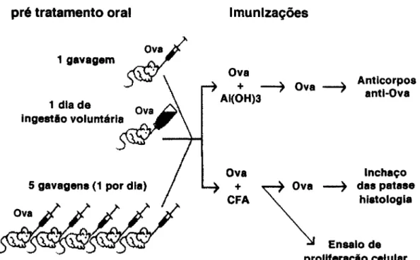 Figura 1 - Protocolo experimental básico. Os animais recebem diferentes pré-  tratamentos orais e posteriormente são submetidos a dois tipos de imunizações: 1) com  hidróxido de alumínio (adjuvante) mais o antígeno para a análise posterior da  produção de 