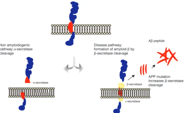 Figure 1. The amyloid precursor protein (APP) is a transmembrane protein cleaved by secretase enzymes